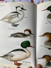 Load image into Gallery viewer, Birds from the sea, lakes and wetland vintage book
