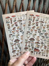 Load image into Gallery viewer, Champignons postcard
