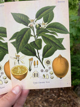 Load image into Gallery viewer, Lemon tree postcard
