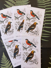 Load image into Gallery viewer, Birdies small card, pack of 5
