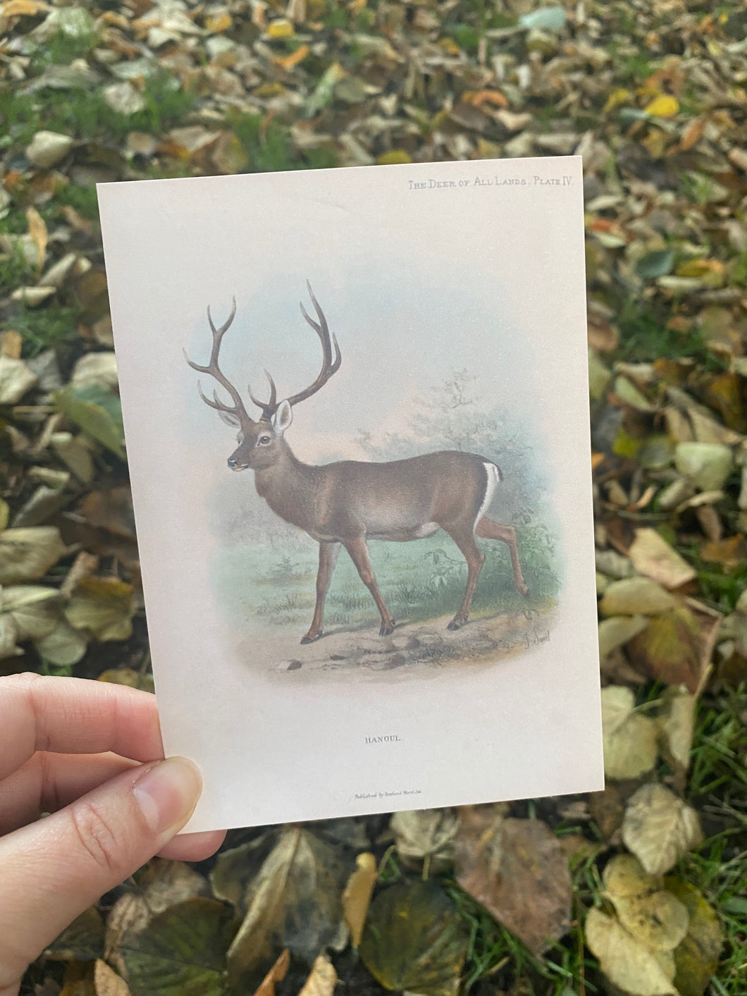 Vintage Deer postcard