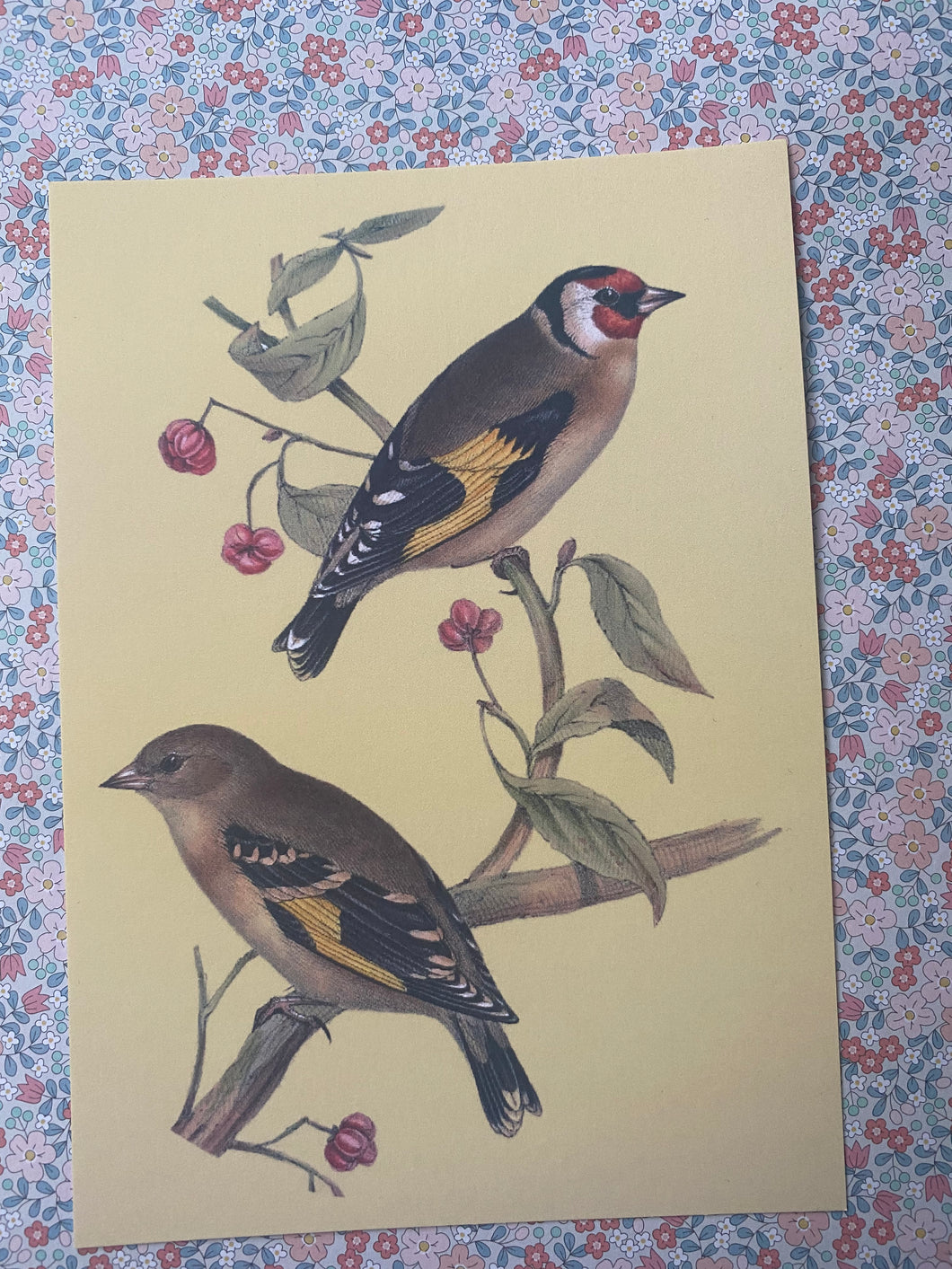 European Goldfinch postcard
