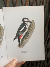 Load image into Gallery viewer, Great spotted Woodpecker
