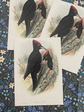 Load image into Gallery viewer, Black woodpecker postcard
