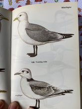 Load image into Gallery viewer, Birds from the sea, lakes and wetland vintage book
