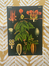 Load image into Gallery viewer, Botanicals Vol 3 Postcard
