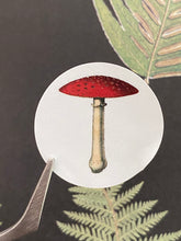 Load image into Gallery viewer, Amanita muscaria round stickers
