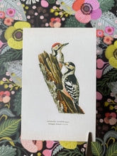 Load image into Gallery viewer, Woodpecker small postcards
