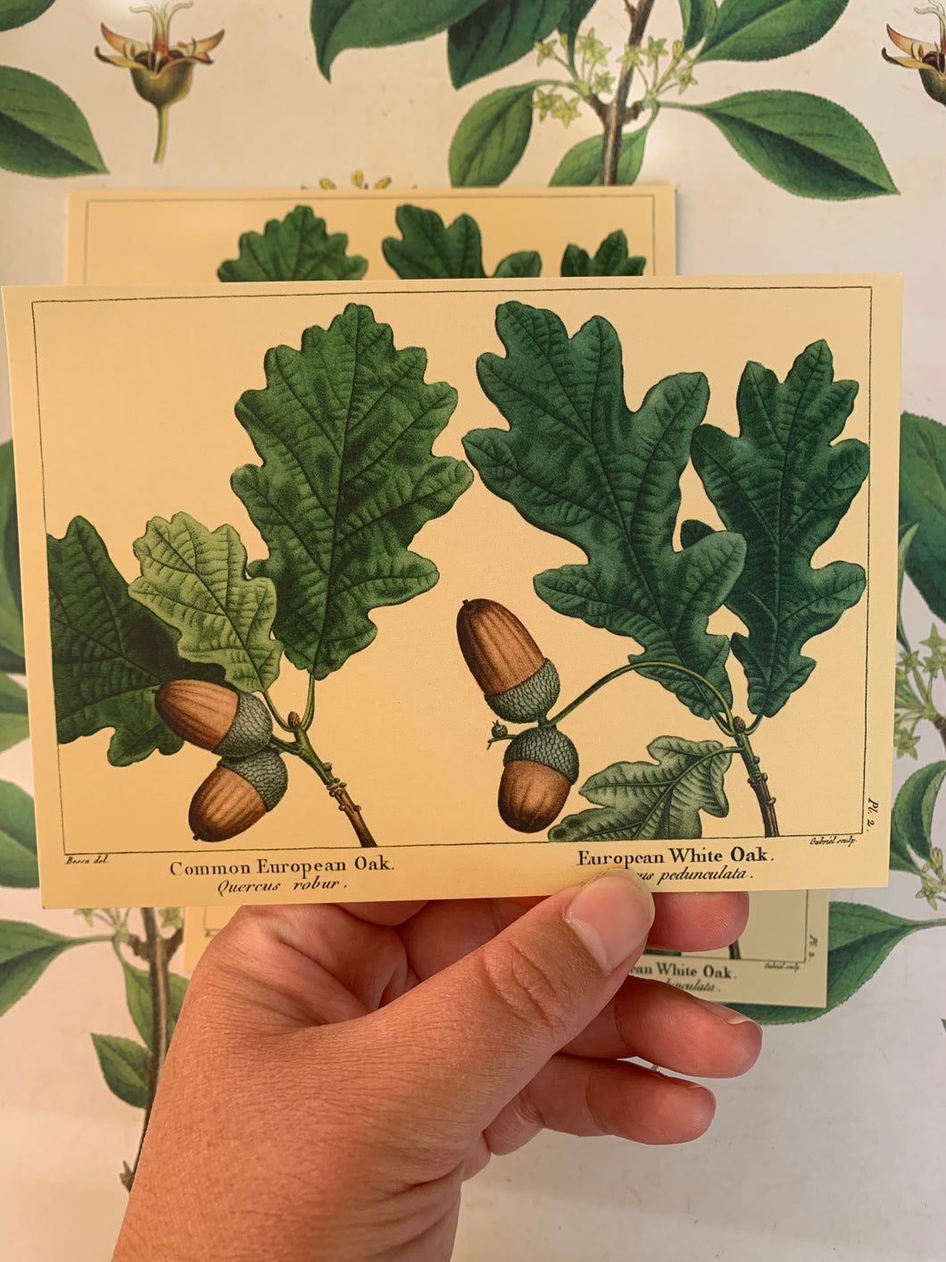 Oak tree postcard