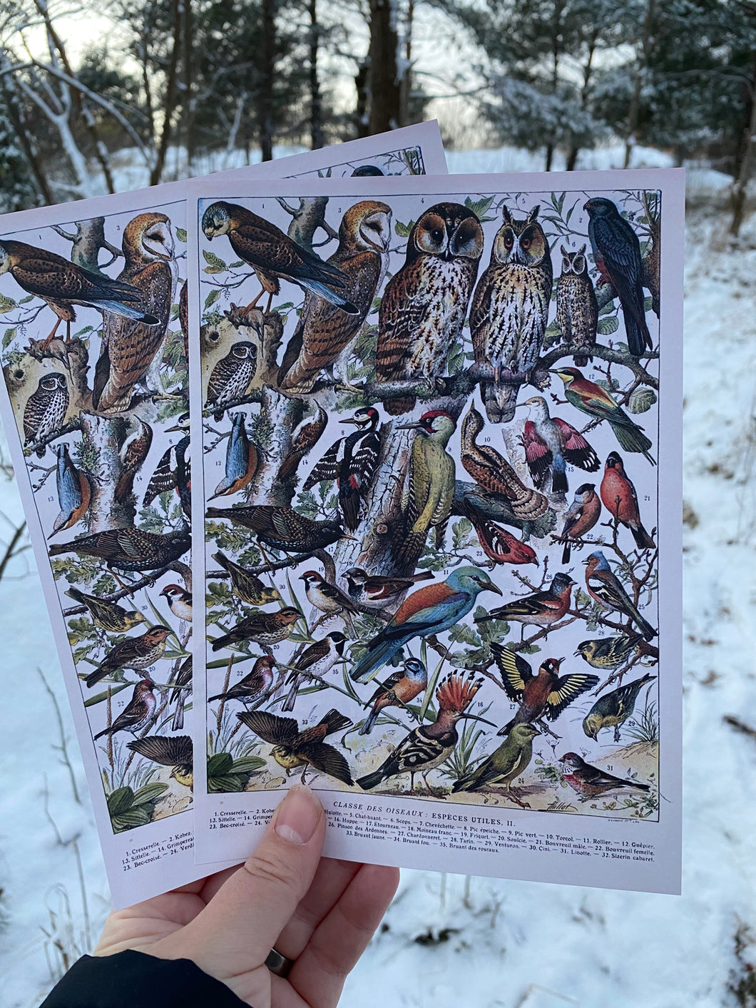 Oiseaux by Millot letter sheets