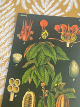 Load image into Gallery viewer, Botanicals Vol 3 Postcard
