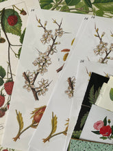 Load image into Gallery viewer, Botanical paper bundle 1

