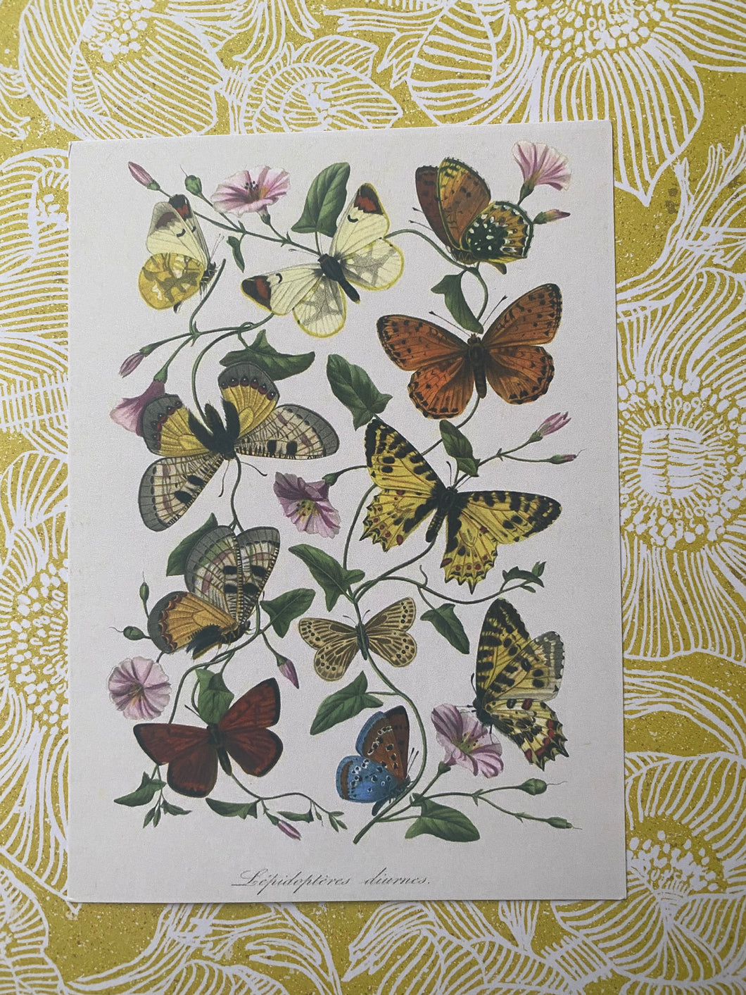 Butterflies postcard