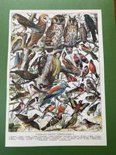 Load image into Gallery viewer, Oiseaux by Millot Postcard
