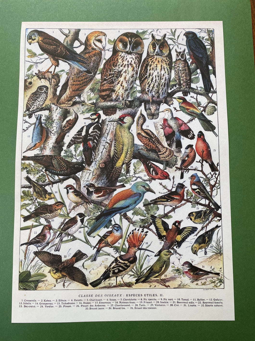 Oiseaux by Millot Postcard