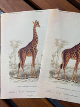 Load image into Gallery viewer, Giraffe letter sheets
