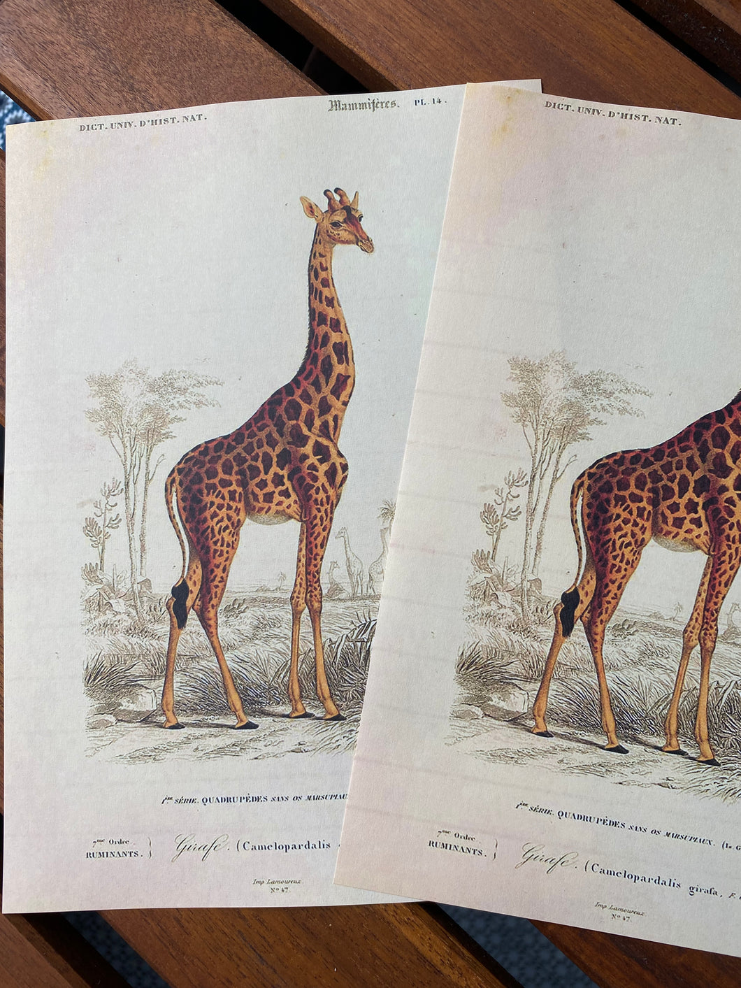 Giraffe letter sheets