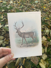 Load image into Gallery viewer, Vintage Deer postcard
