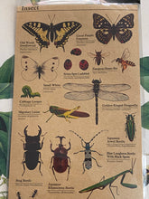 Load image into Gallery viewer, Insects stickers sheet
