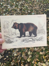 Load image into Gallery viewer, Brown Bear vintage postcard
