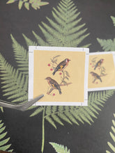 Load image into Gallery viewer, European Goldfinch round stickers
