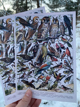 Load image into Gallery viewer, Oiseaux by Millot letter sheets
