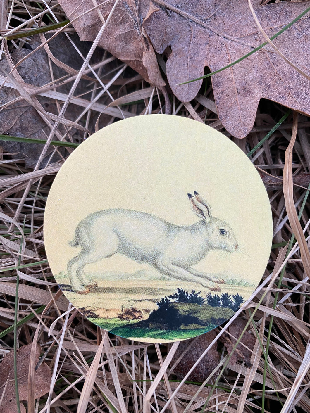 Rabbit mini round card