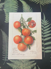 Load image into Gallery viewer, Oranges Study  postcard
