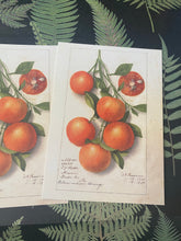 Load image into Gallery viewer, Oranges Study  postcard
