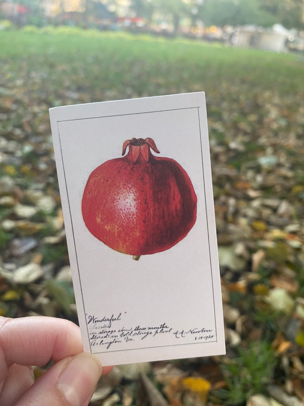 Pomegranate small card