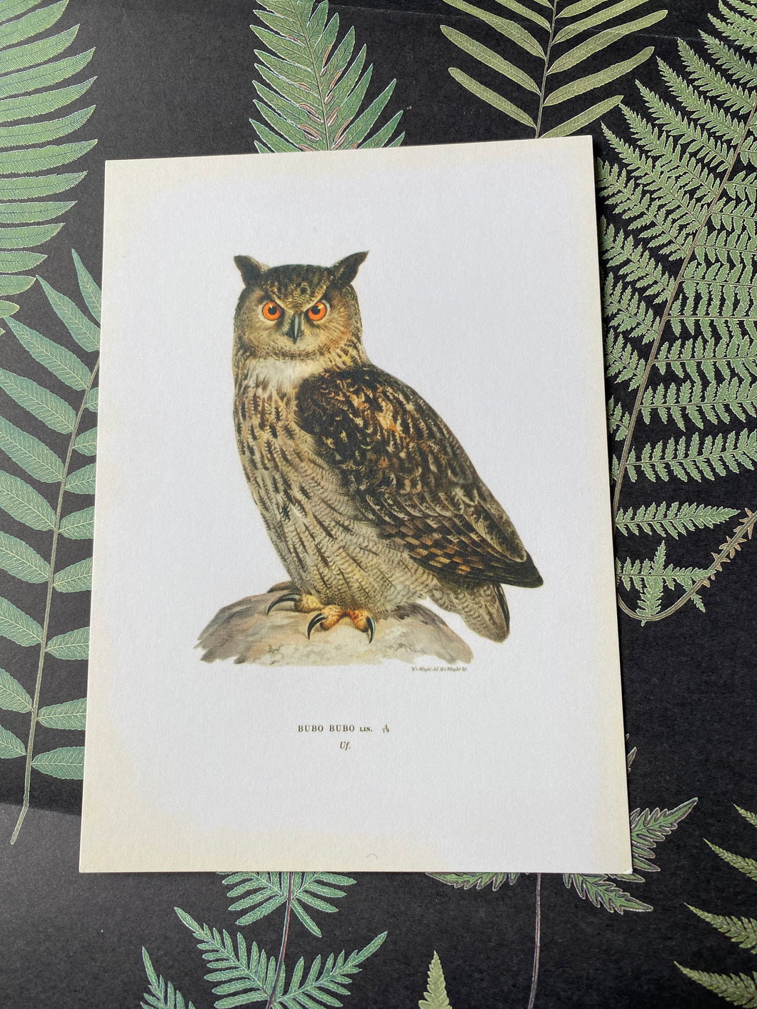 Owl postcards