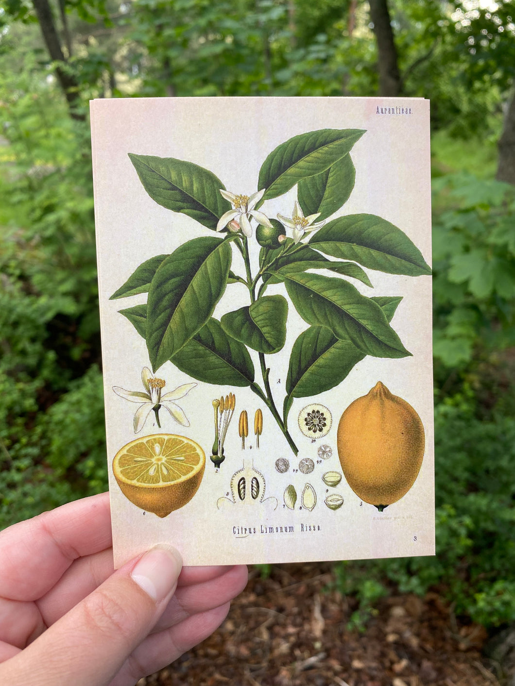 Lemon tree postcard
