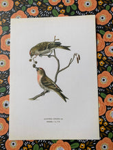 Load image into Gallery viewer, Love birds postcard
