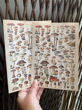 Load image into Gallery viewer, Champignons letter sheets
