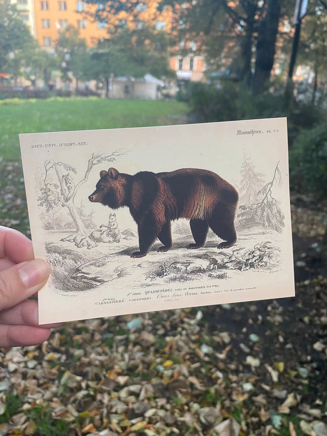 Brown Bear vintage postcard