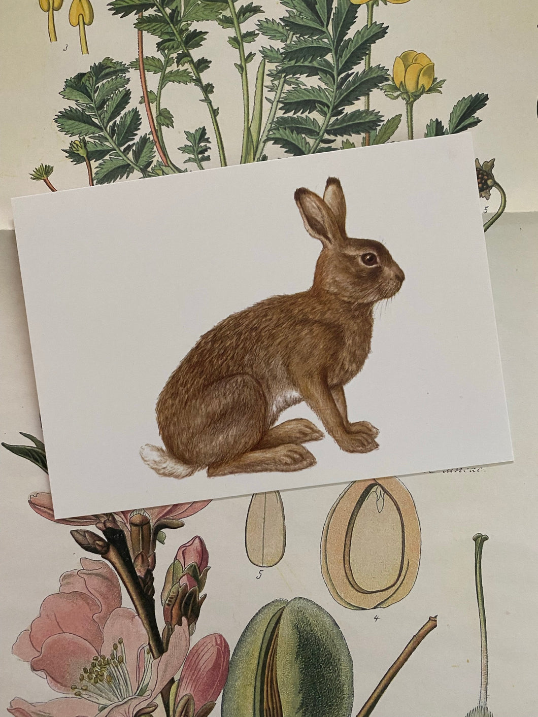 Bunny postcard