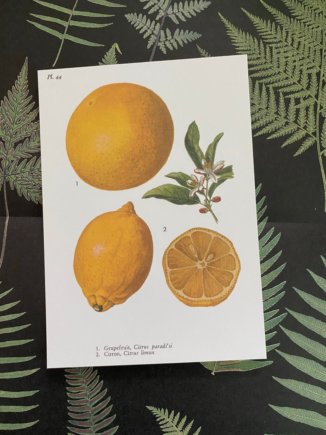 Citrus postcard