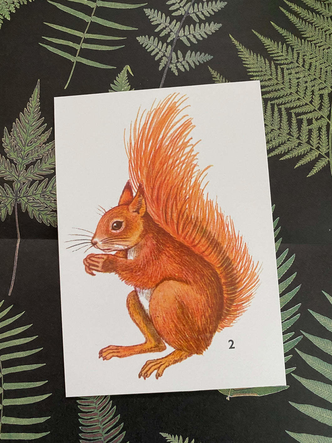 Squirrel postcard