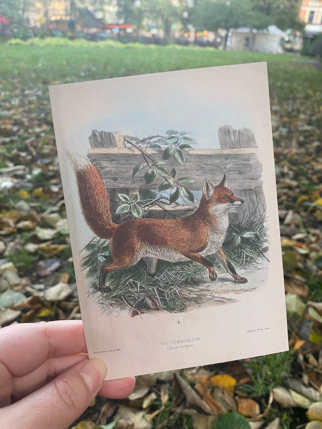 Vintage Fox postcard A