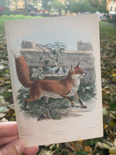 Load image into Gallery viewer, Vintage Fox postcard A
